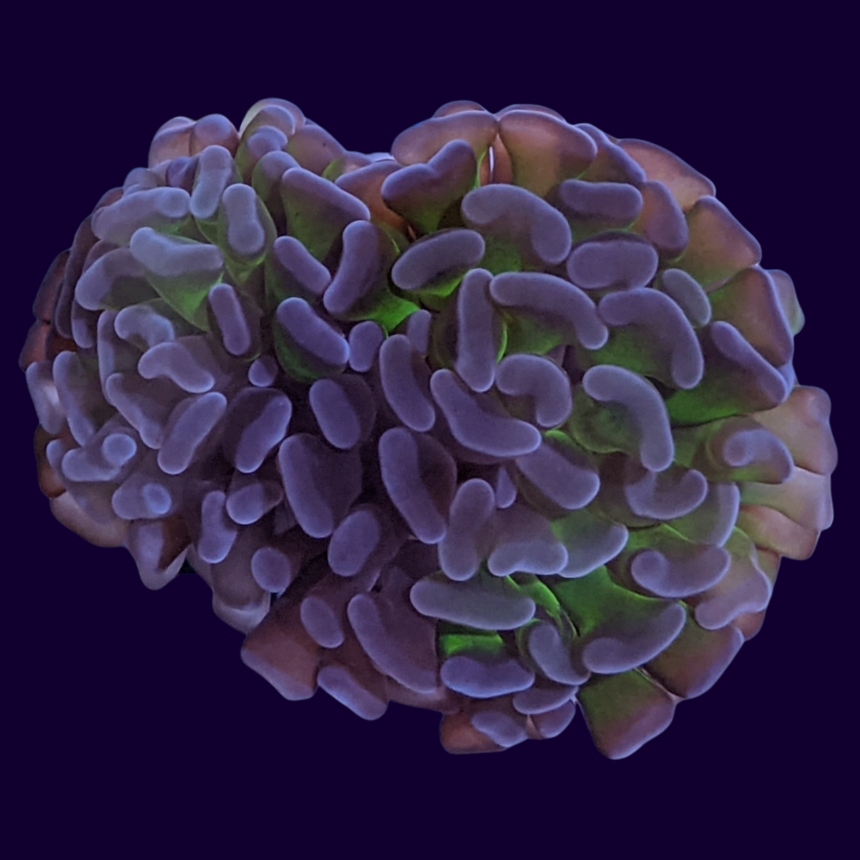 2 Head Small Hammer Frag