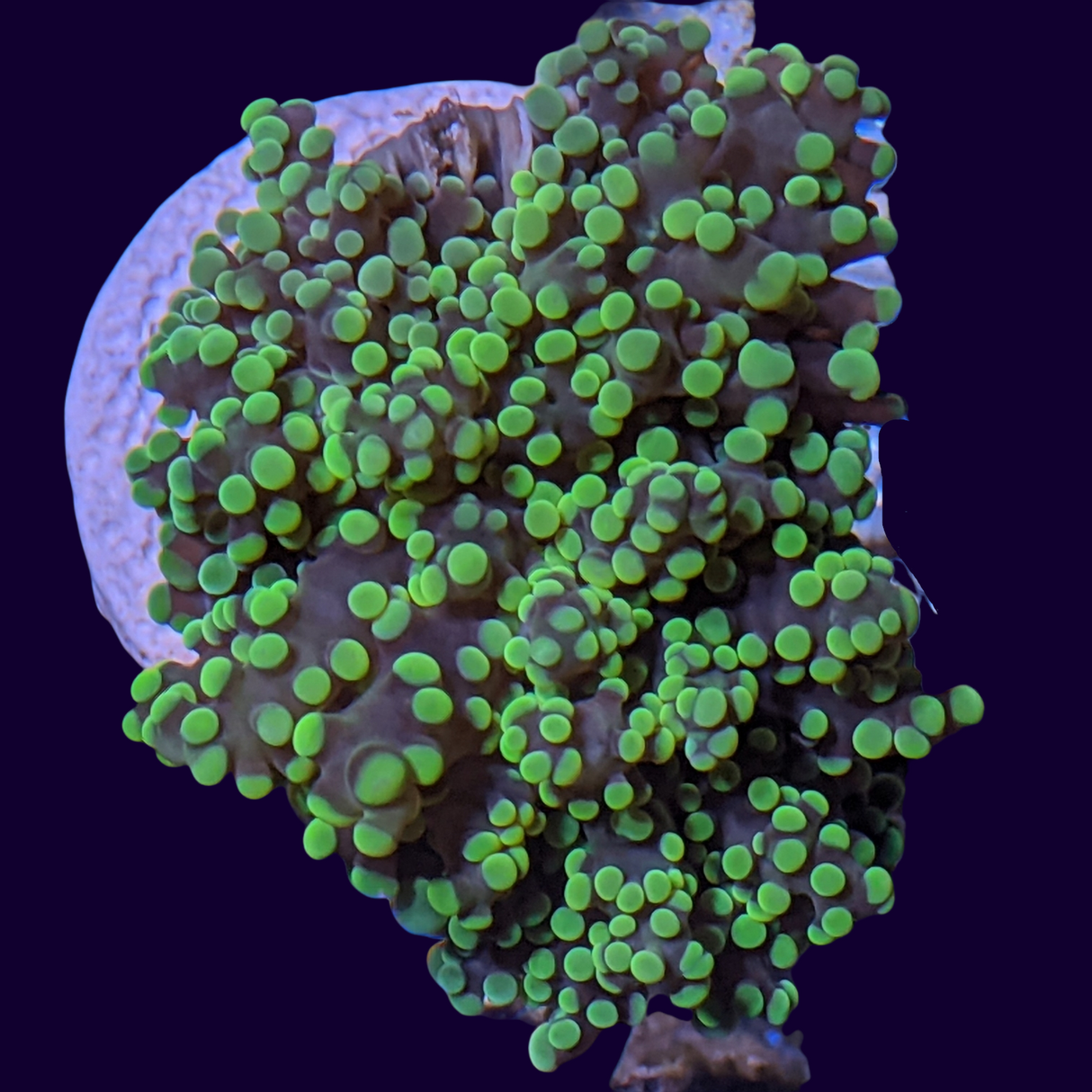 Frogspawn Frag