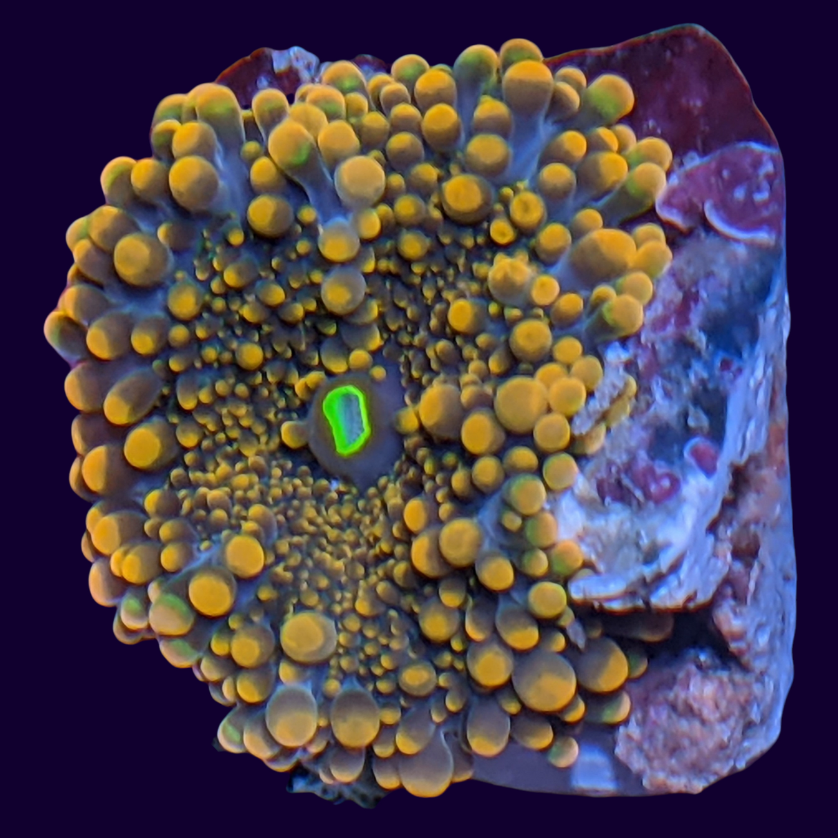 Orange Ricordea Mushroom