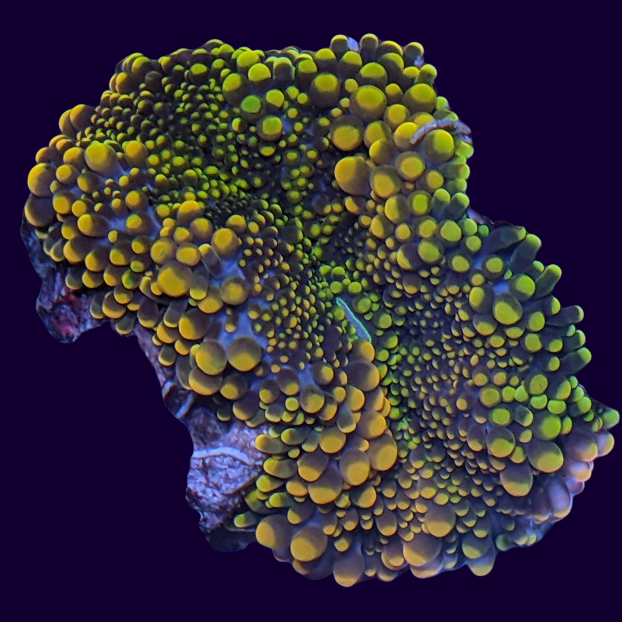 Multicolour Ricordea Mushroom