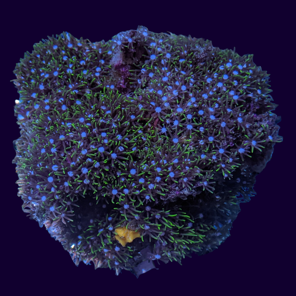 Star Polyps