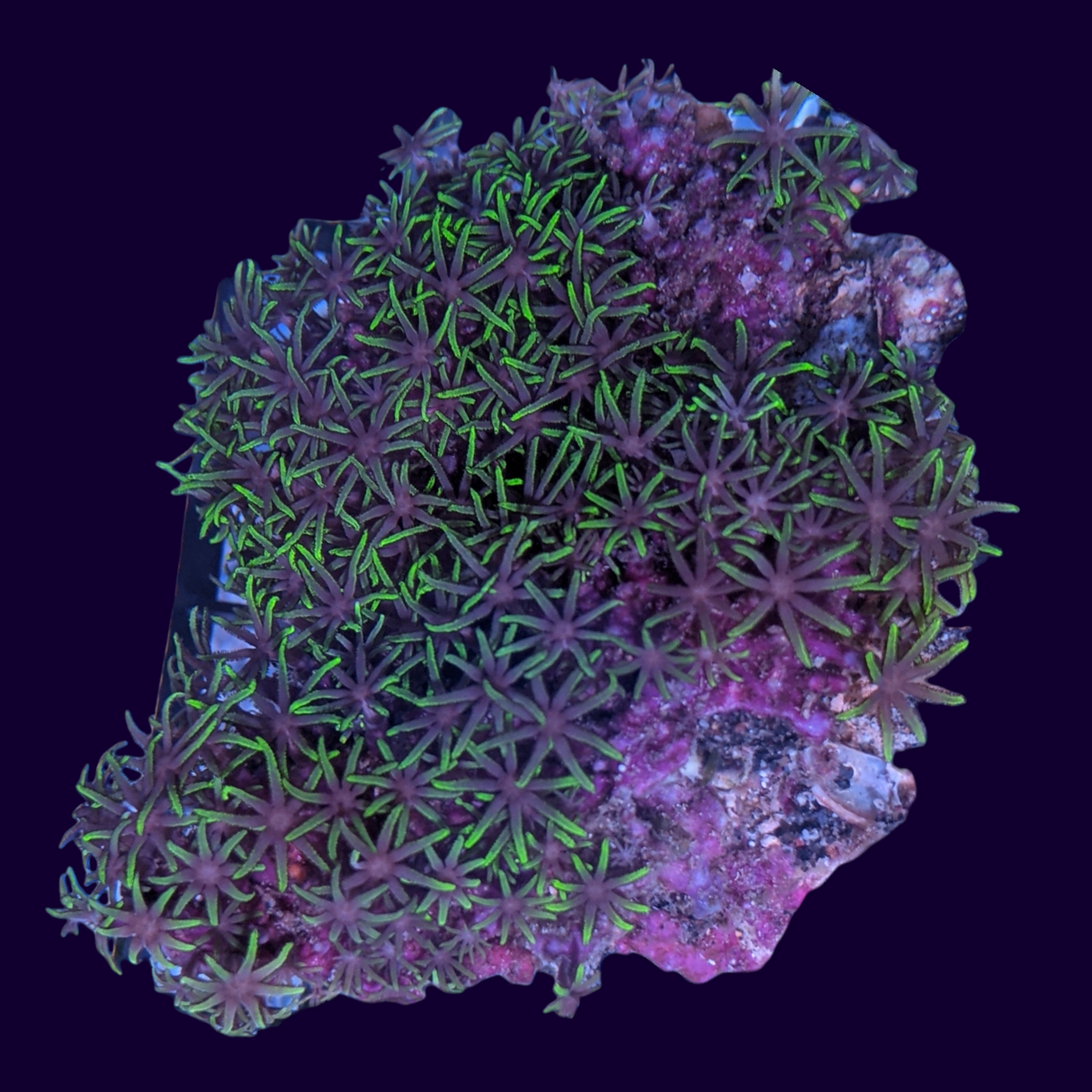 Star Polyps