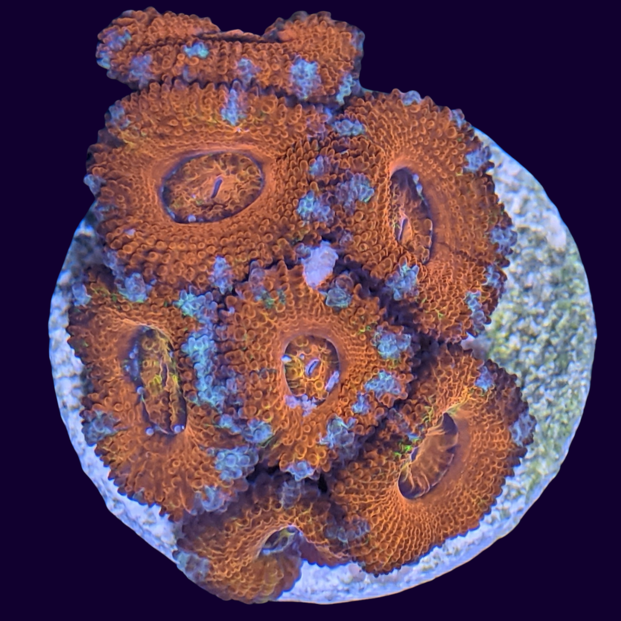 Acanthastrea Lordhowensi
