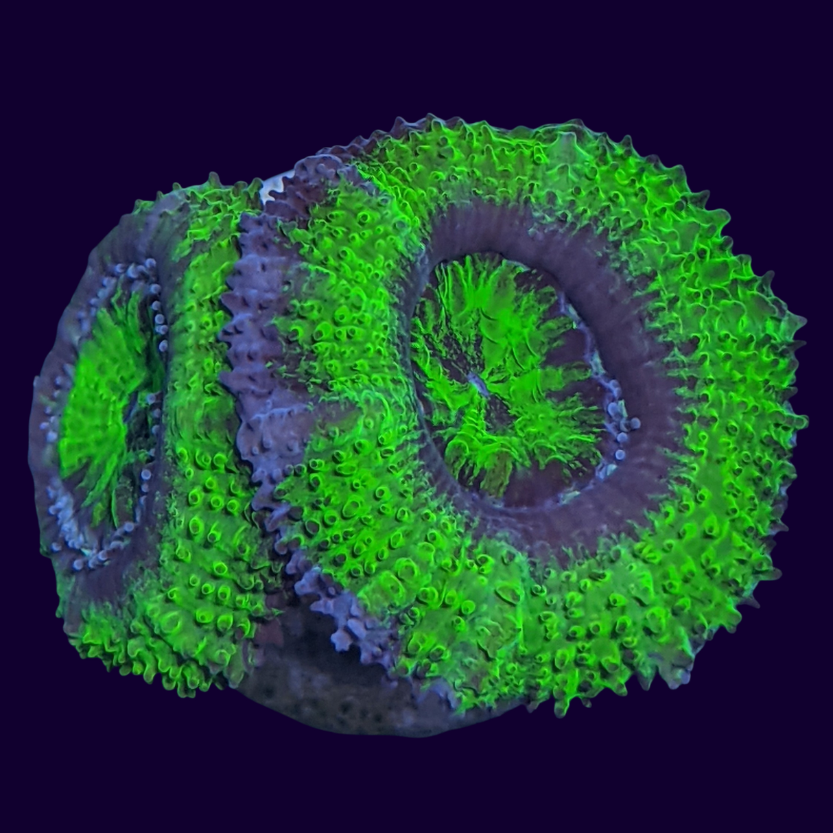 Acanthastrea Lordhowensi