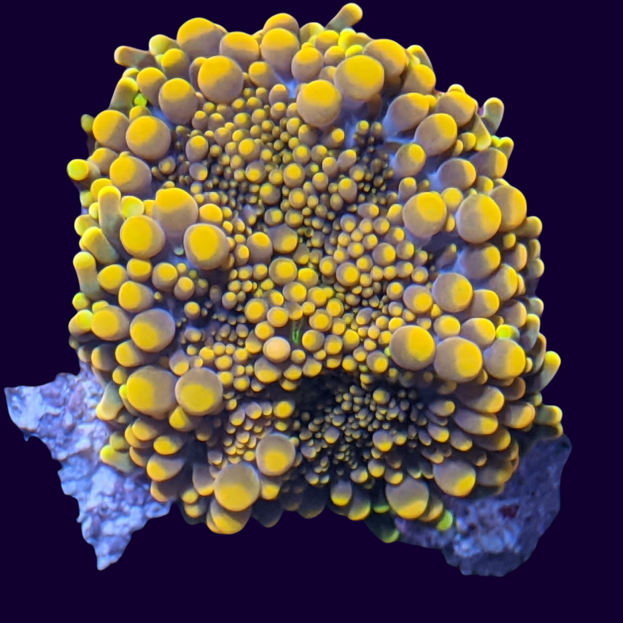 Orange Ricordea Mushroom - Small