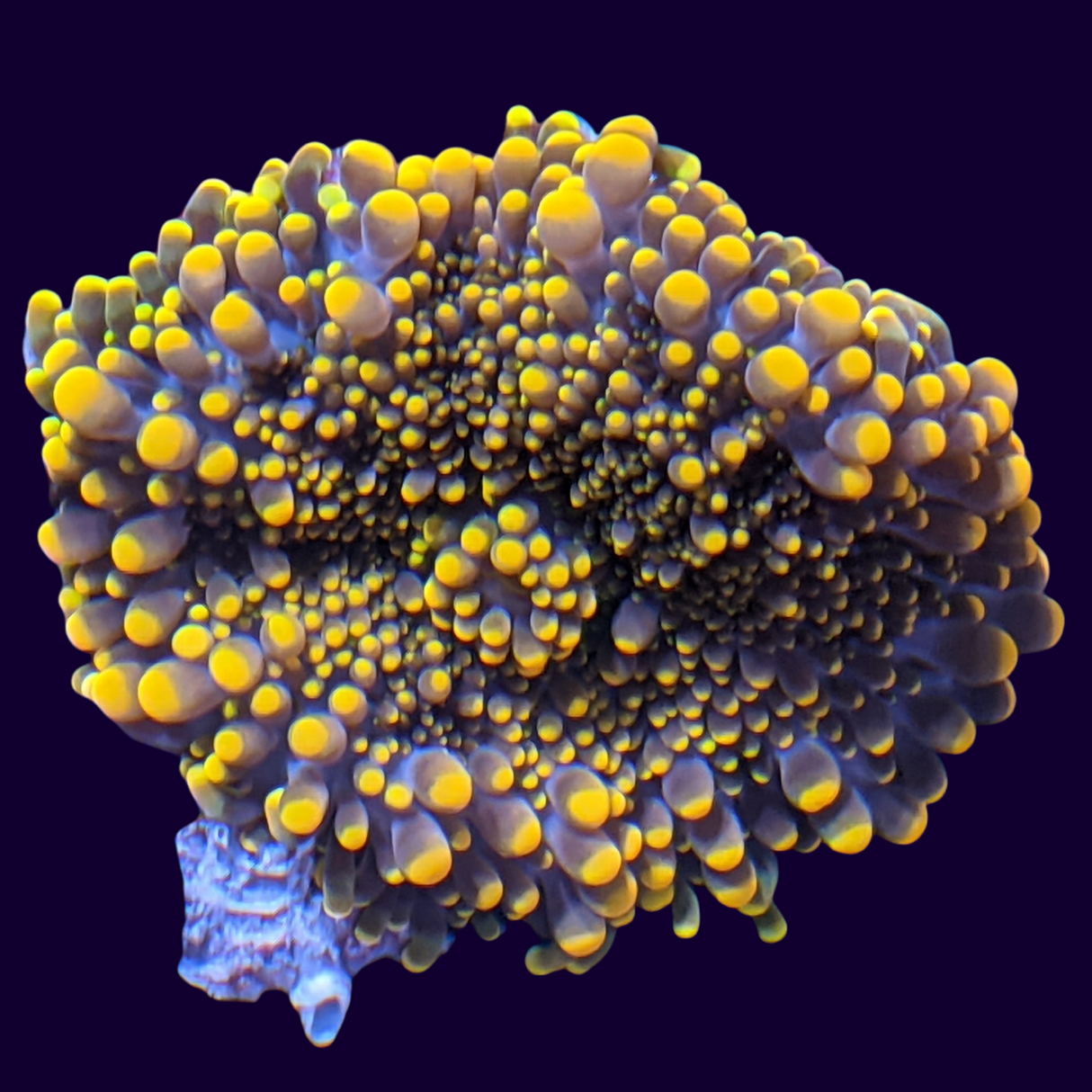 Orange Ricordea Mushroom