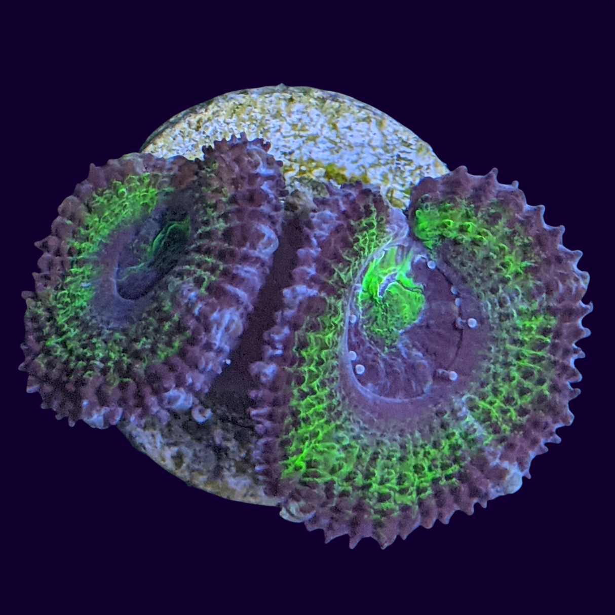 Acanthastrea Lordhowensi