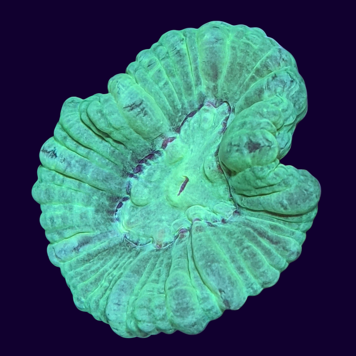 1 Head Green Candy Cane