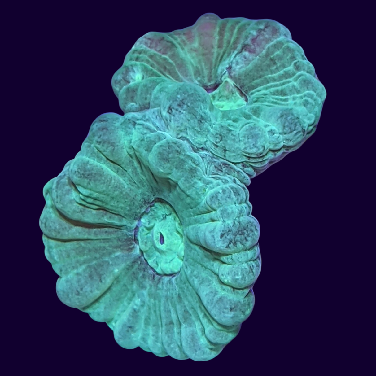 2 Head Green Candy Cane