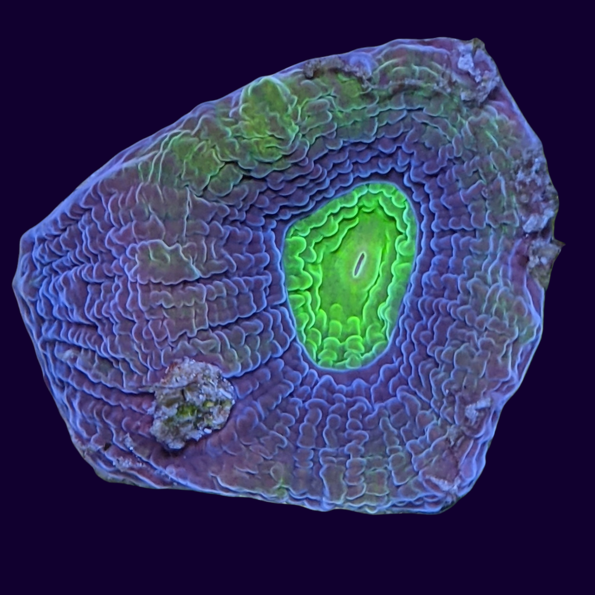 Dragon Soul Goniastrea