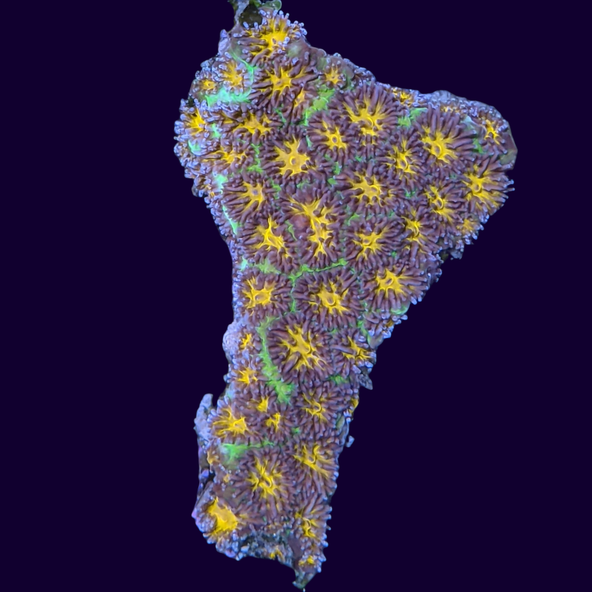 John Deere Leptastrea Frag