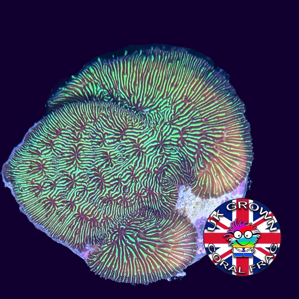Metallic Green Pavona (UK Grown)