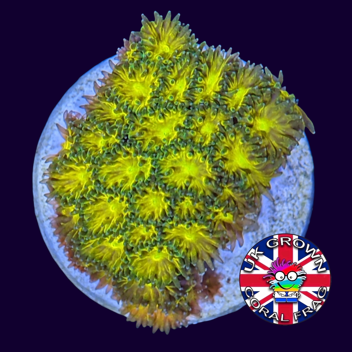 John Deere Leptastrea Frag