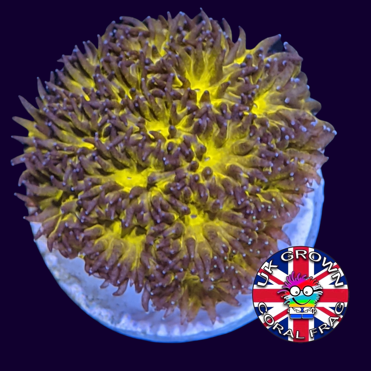 Orange Leptastrea Frag (UK Grown)