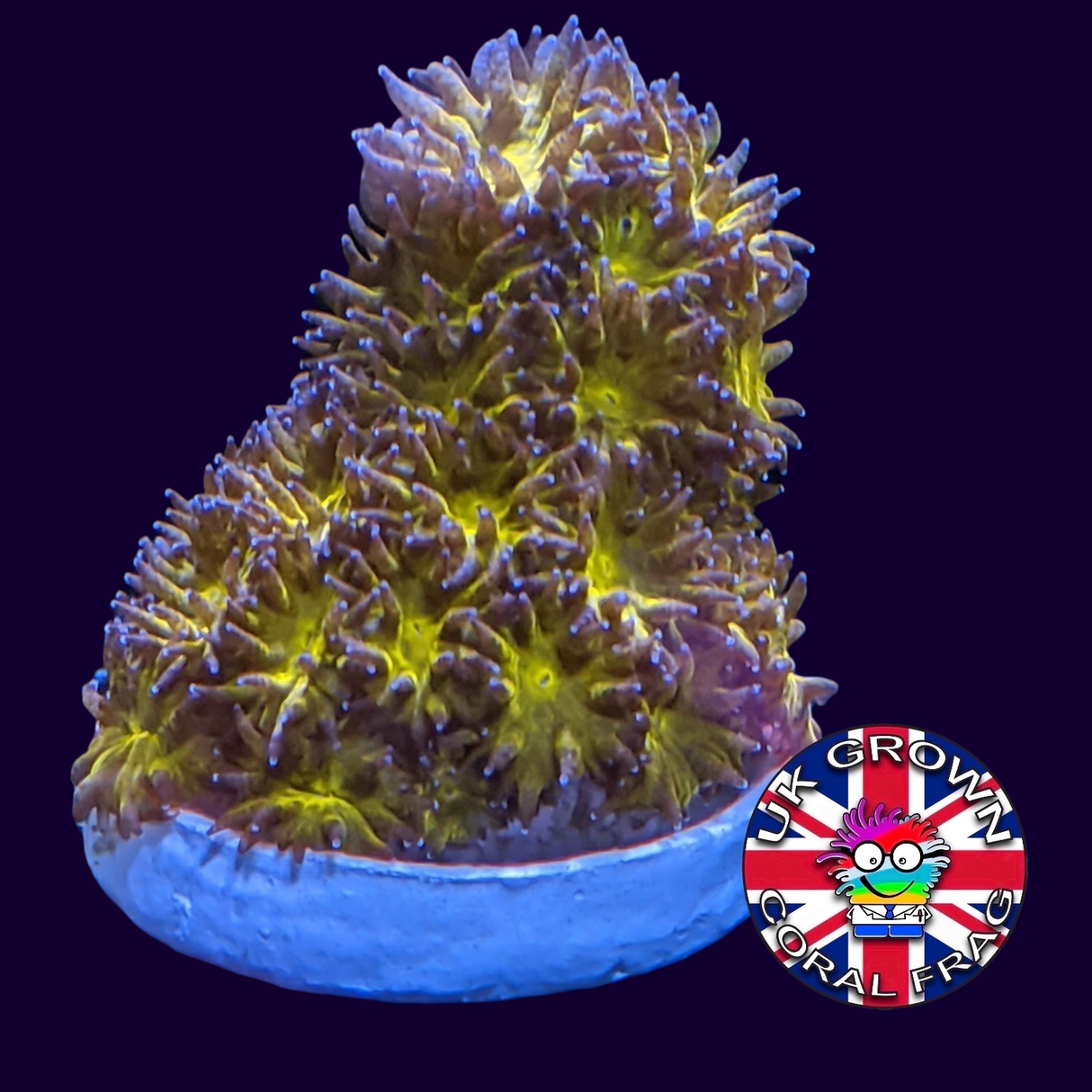 Orange Leptastrea Frag (UK Grown)