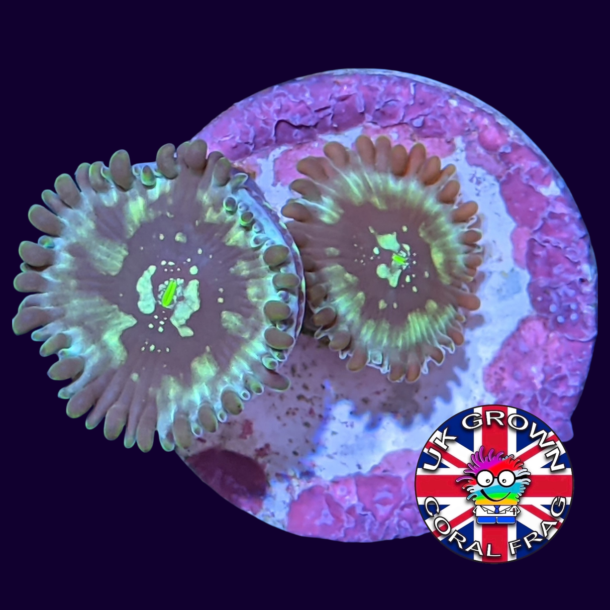 Hawaiian People Eater Zoa Frag (UK Grown)