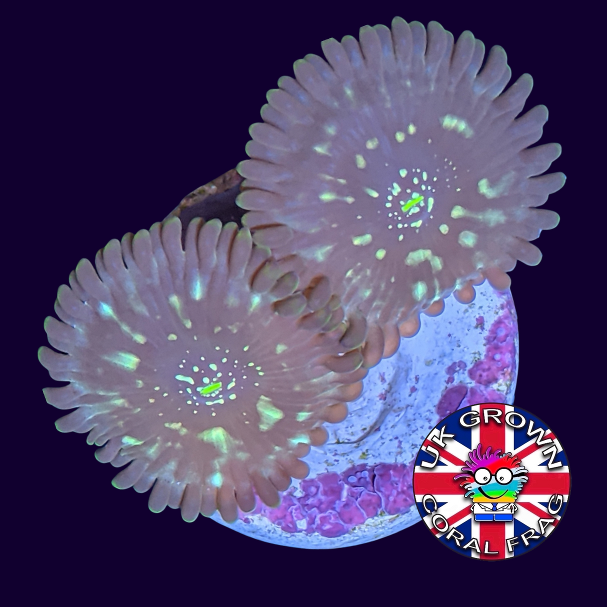 Dark Magician People Eater Zoa Frag (UK Grown)