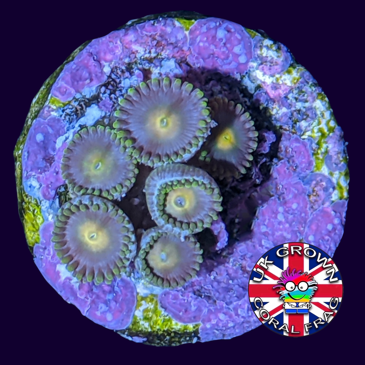 John Deere Zoa Frag (UK Grown)