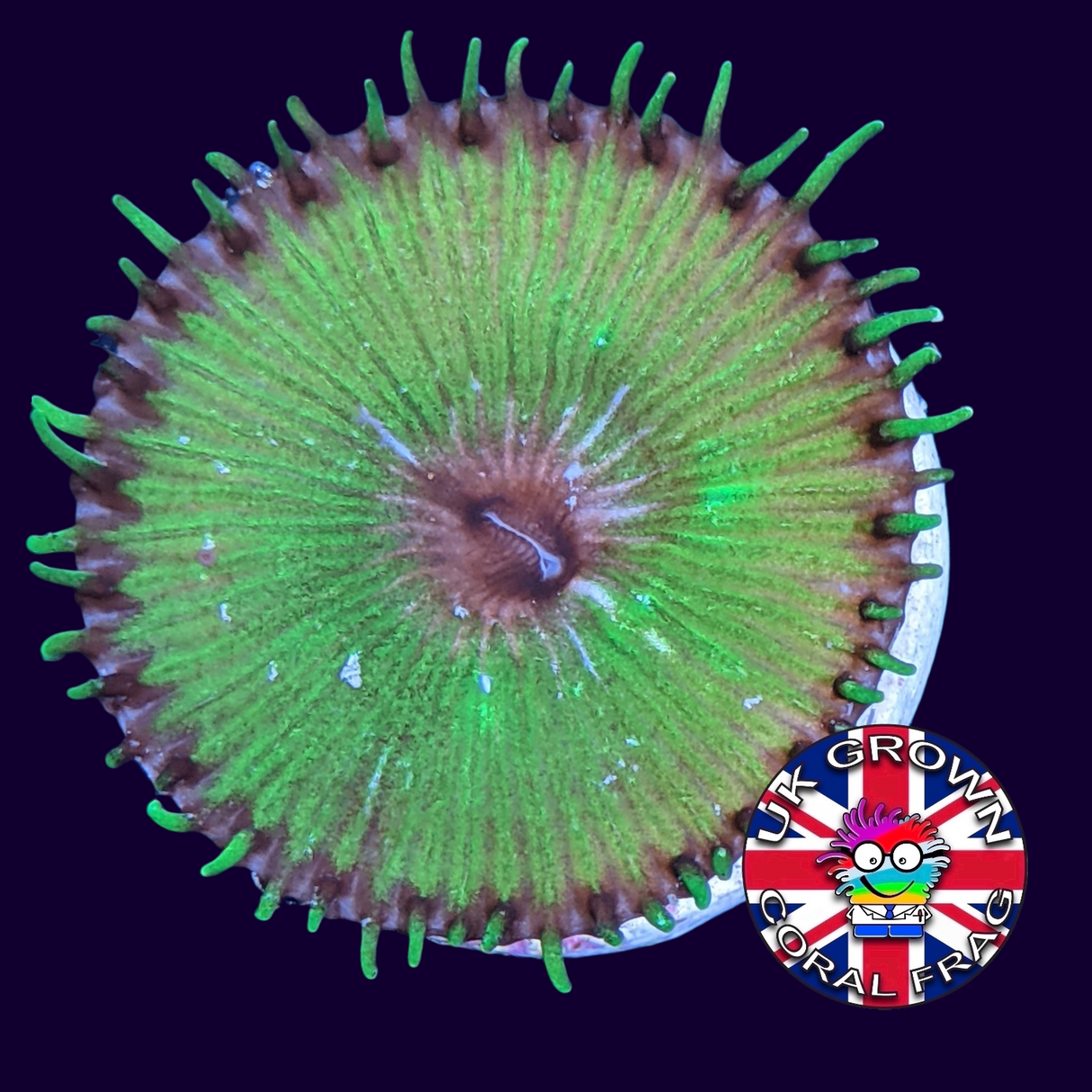 Green Paly Zoa Frag (UK Grown)