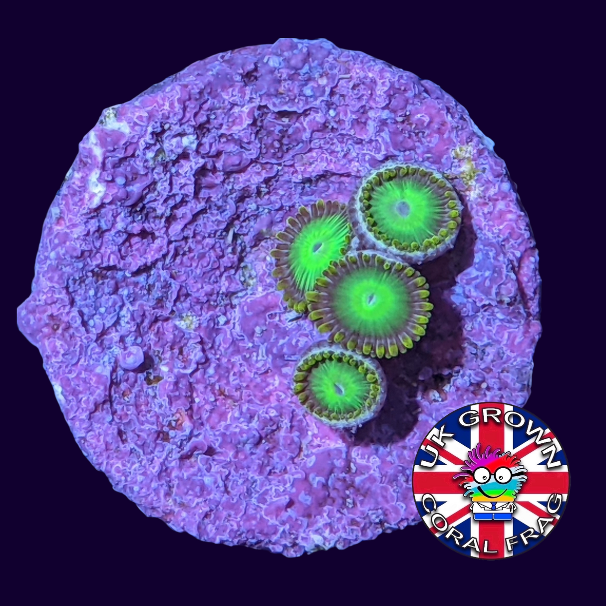 Radioactive Dragons Eye Zoa Frag (UK Grown)