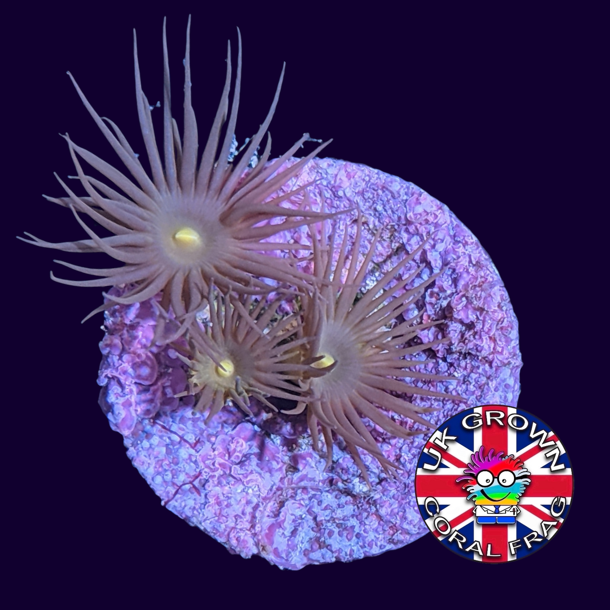 Yellow Polyp Frag (UK Grown)