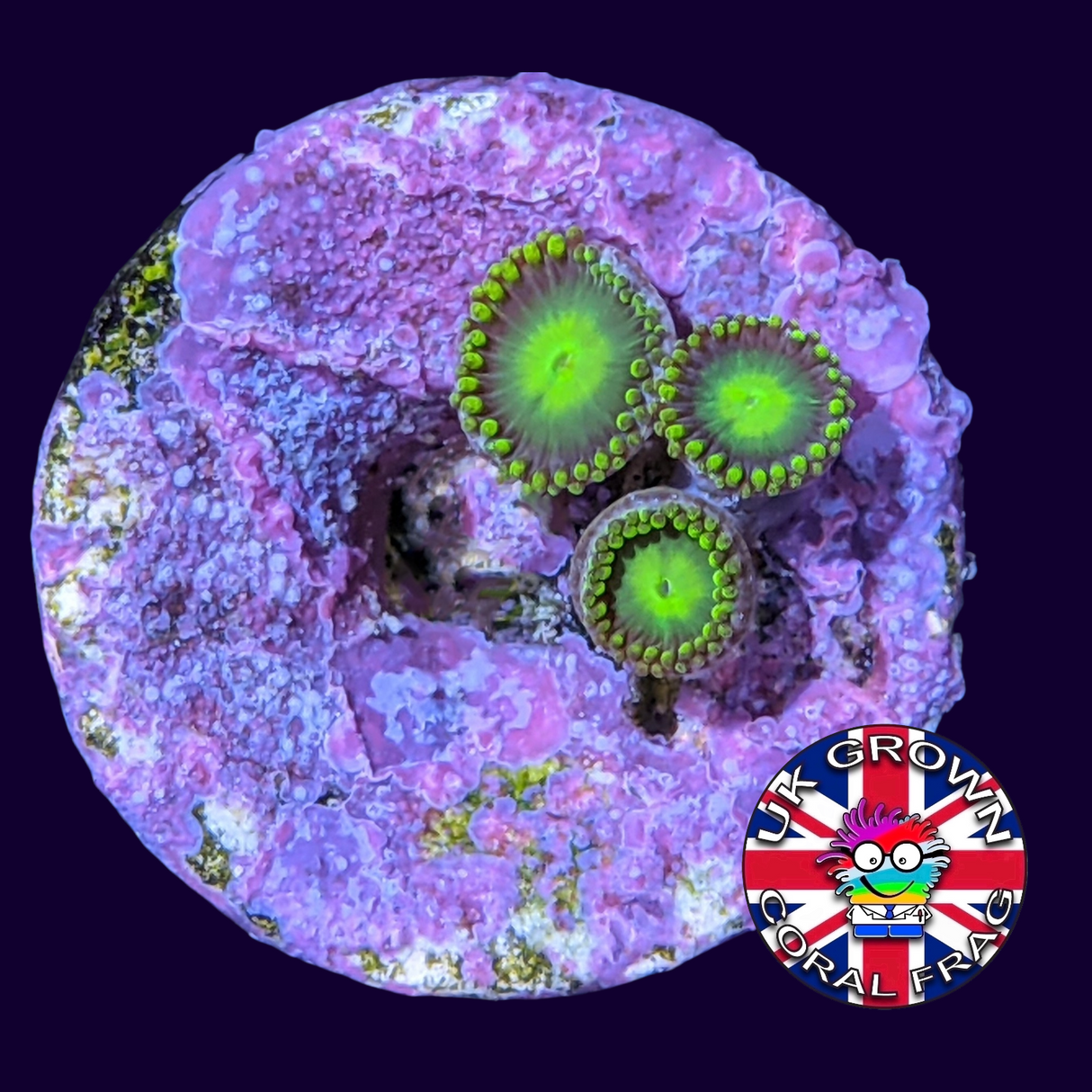 Radioactive Dragons Eye Zoa Frag (UK Grown)