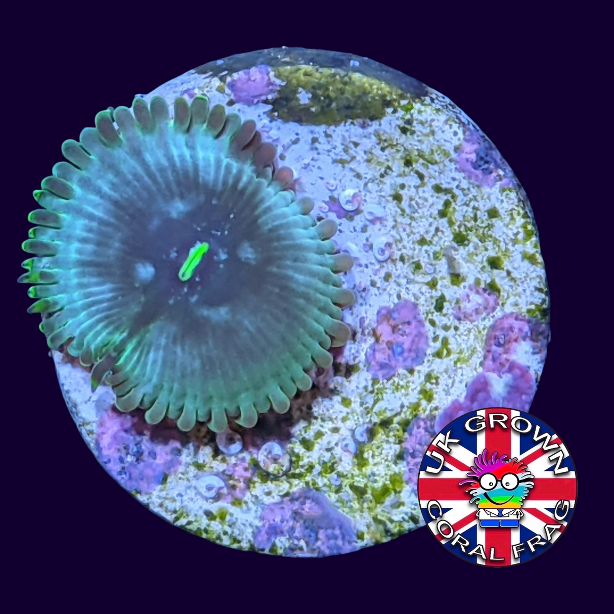 Hawaiian People Eater Zoa Frag (UK Grown)