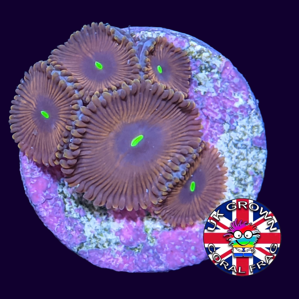 Red People Eater Zoa Frag (UK Grown)