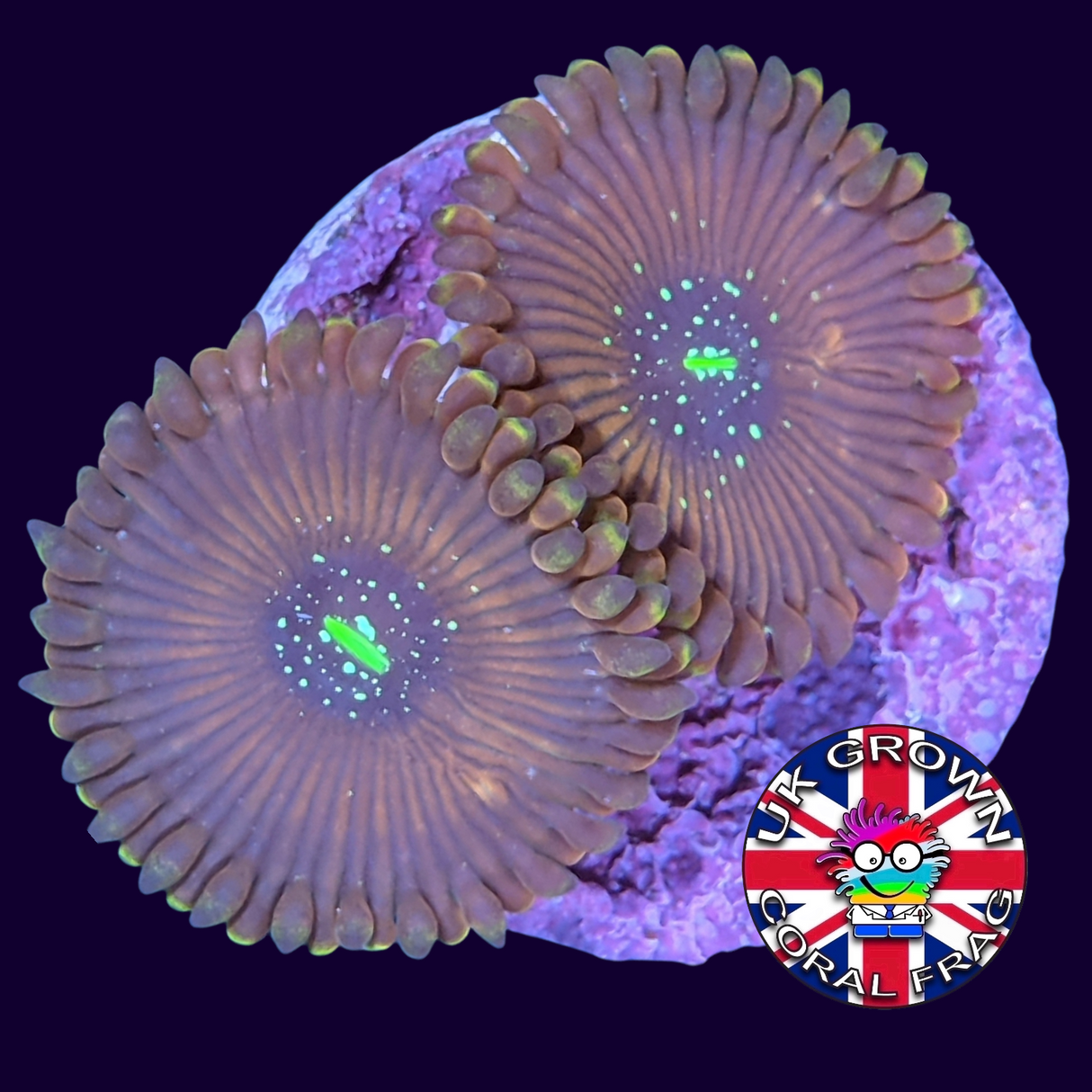 Magician People Eater Zoa Frag (UK Grown)