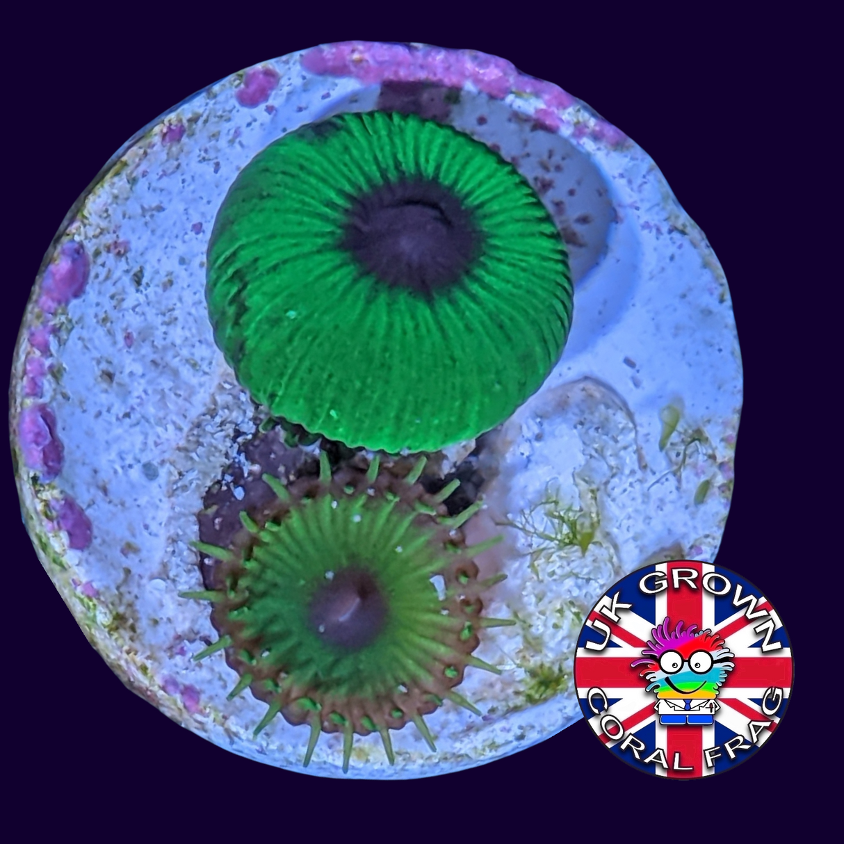 Green Paly Zoa Frag (UK Grown)
