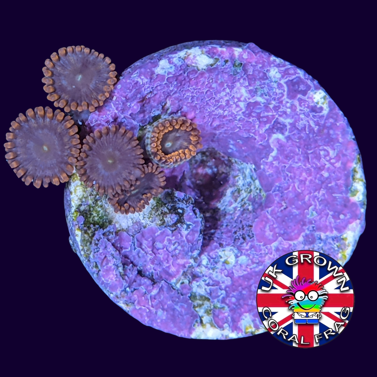 Forget Me Not Zoa Frag (UK Grown)
