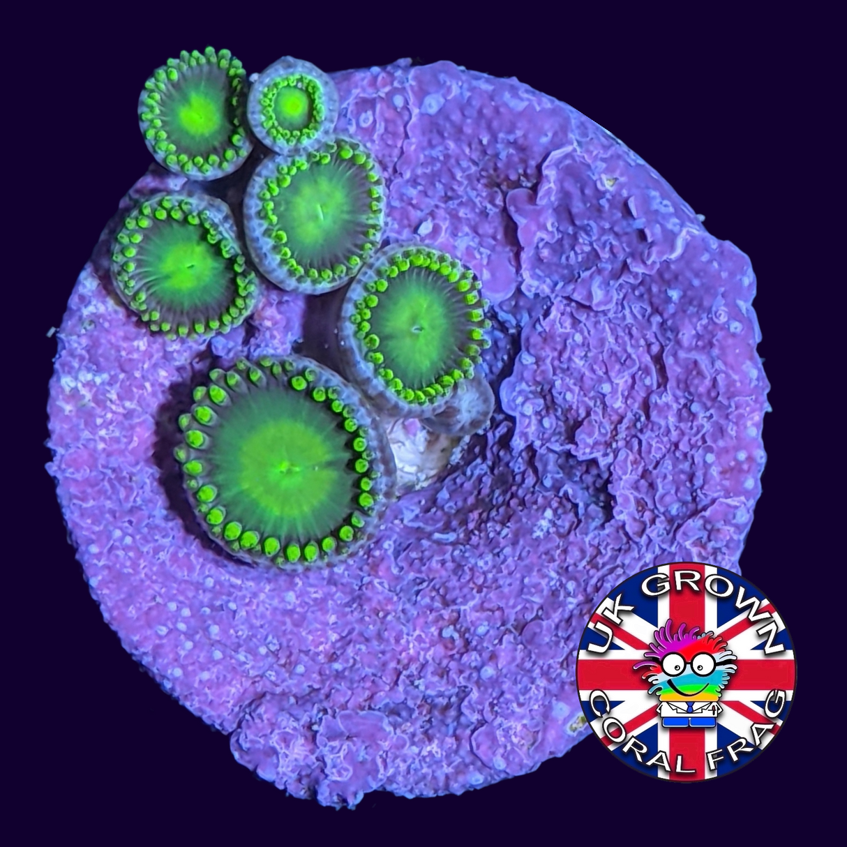 Radioactive Dragons Eye Zoa Frag (UK Grown)