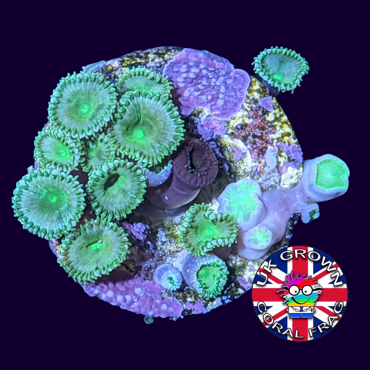 Green Paly Zoa Frag (UK Grown)