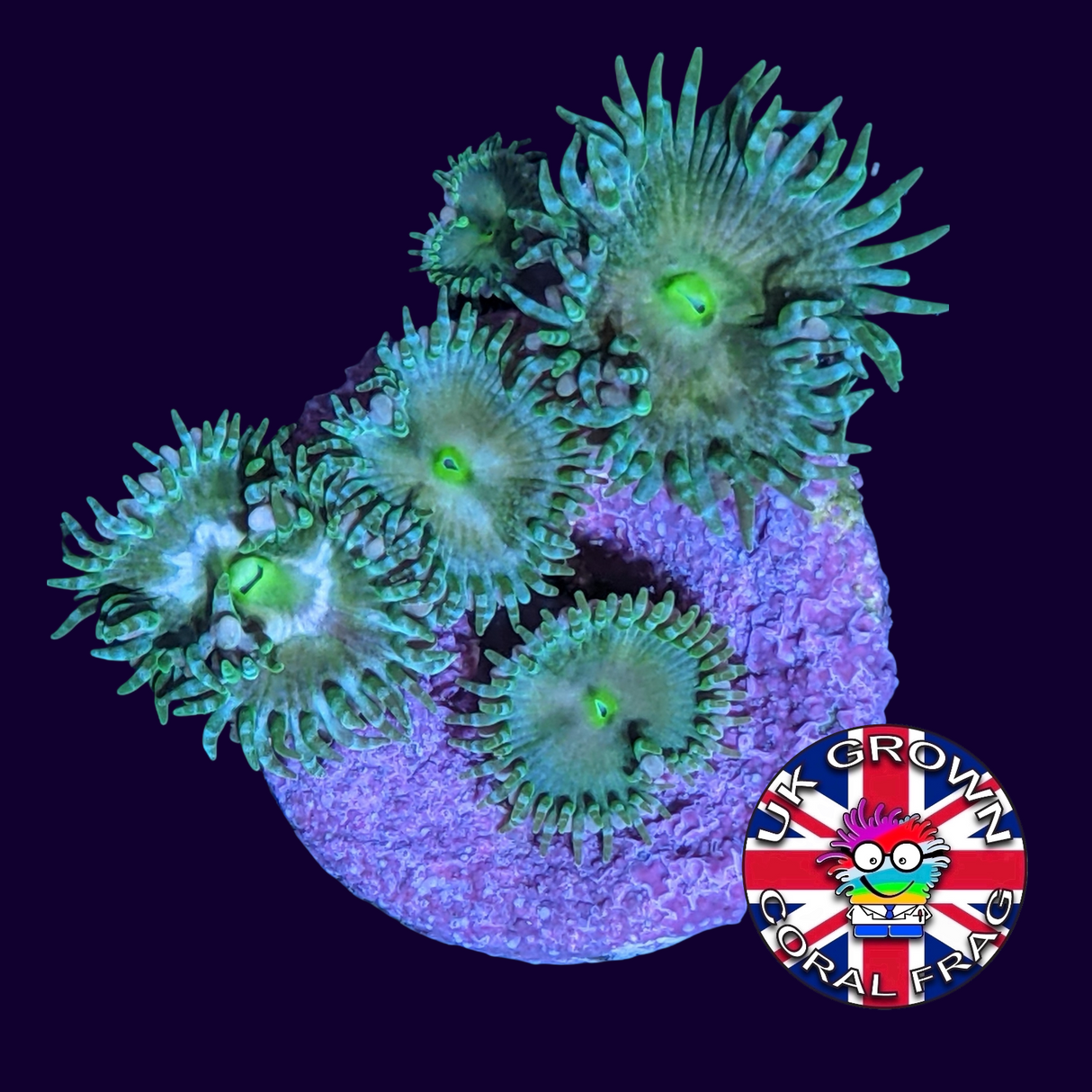Green Paly Zoa Frag (UK Grown)