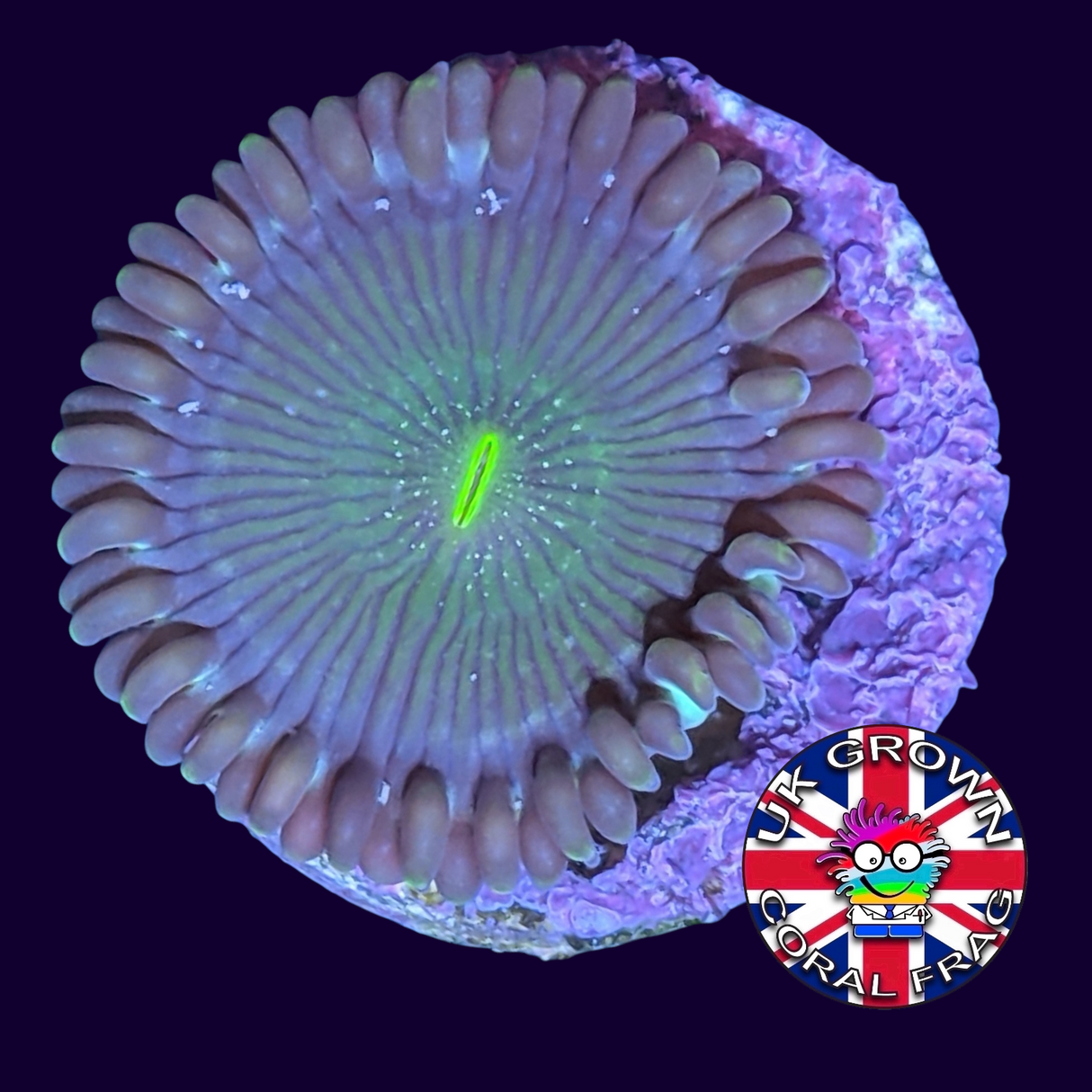 Hawaiian People Eater Zoa Frag (UK Grown)