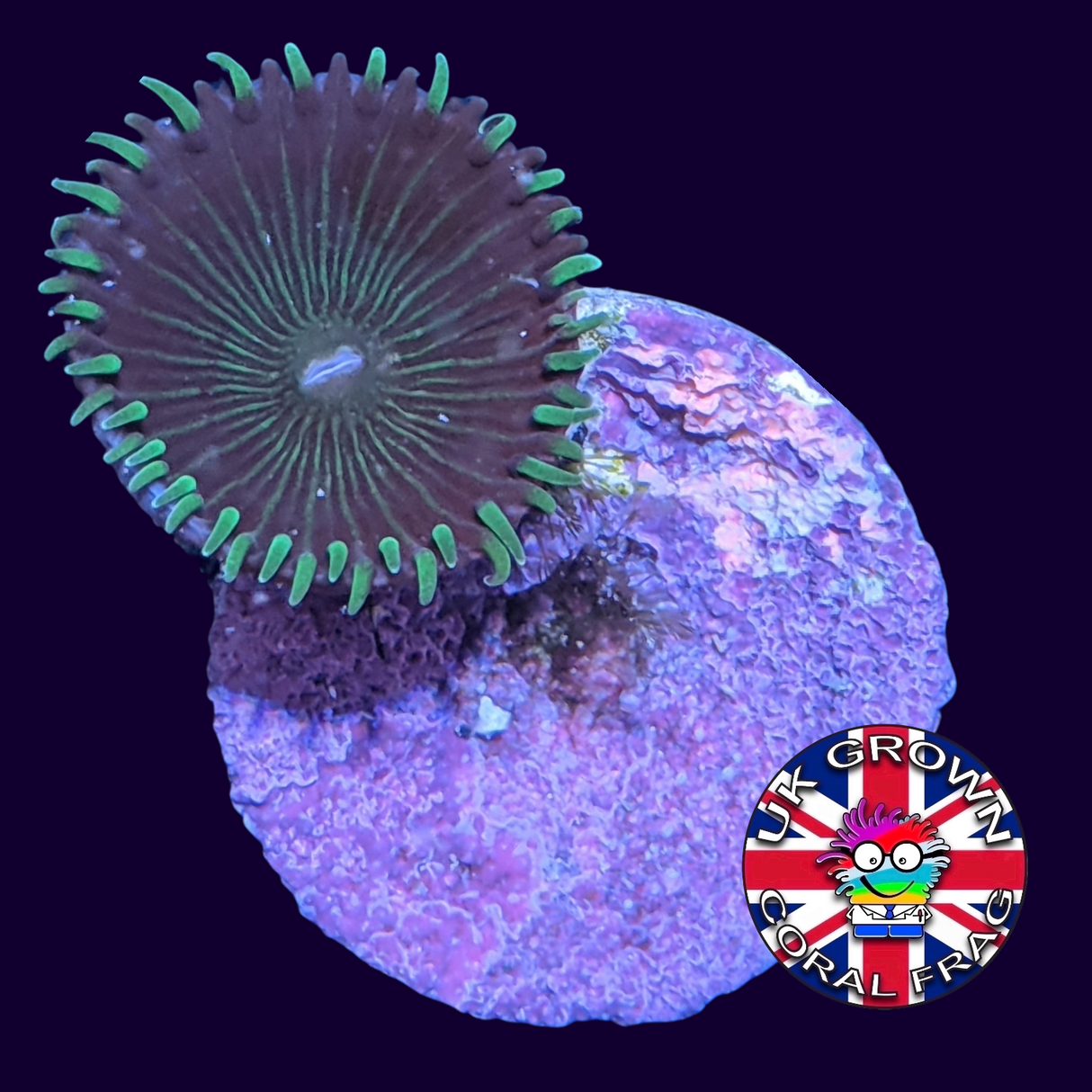 Green Paly Zoa Frag (UK Grown)