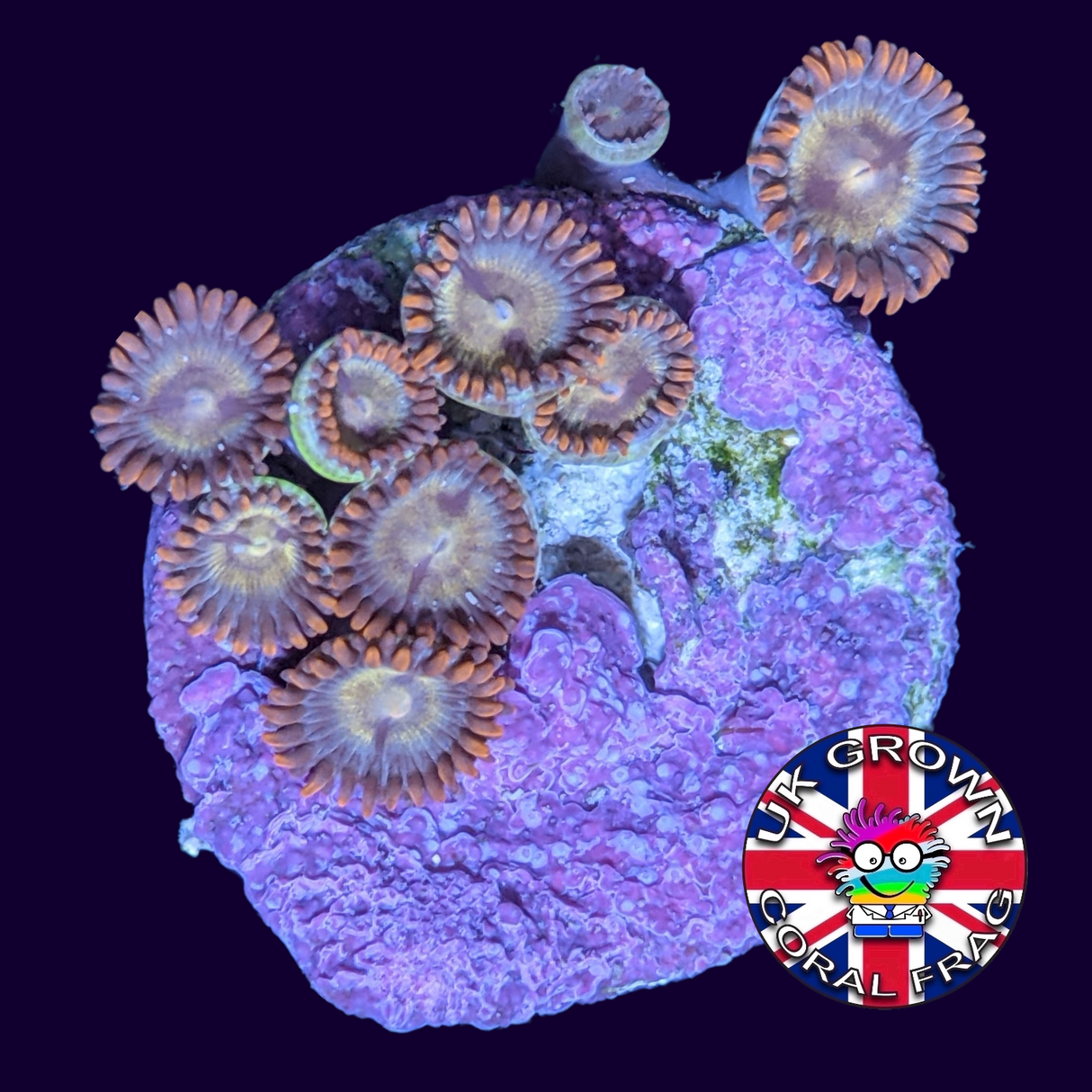 Chocolate Orange Zoa Frag (UK Grown)
