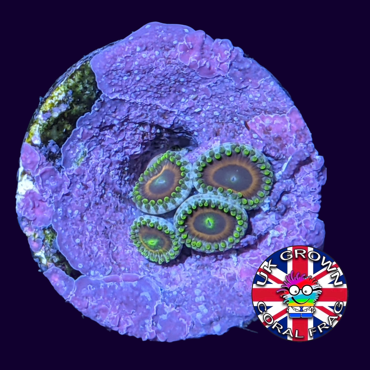 Eagle Eyes Zoa Frag (UK Grown)