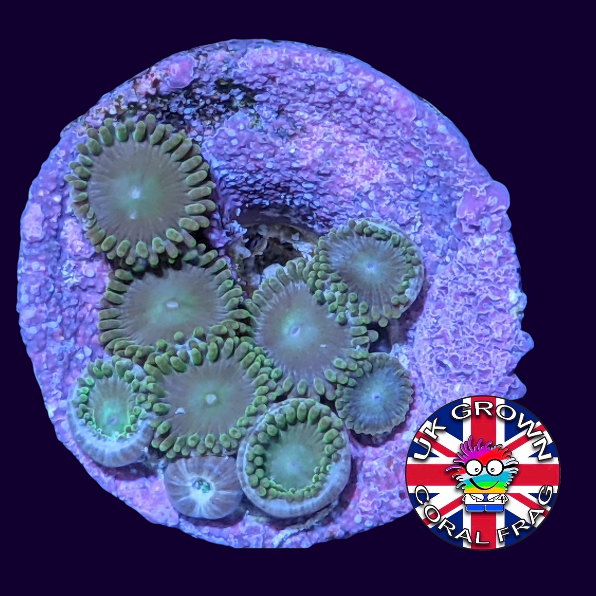 Green Bullet Zoa Frag (UK Grown)