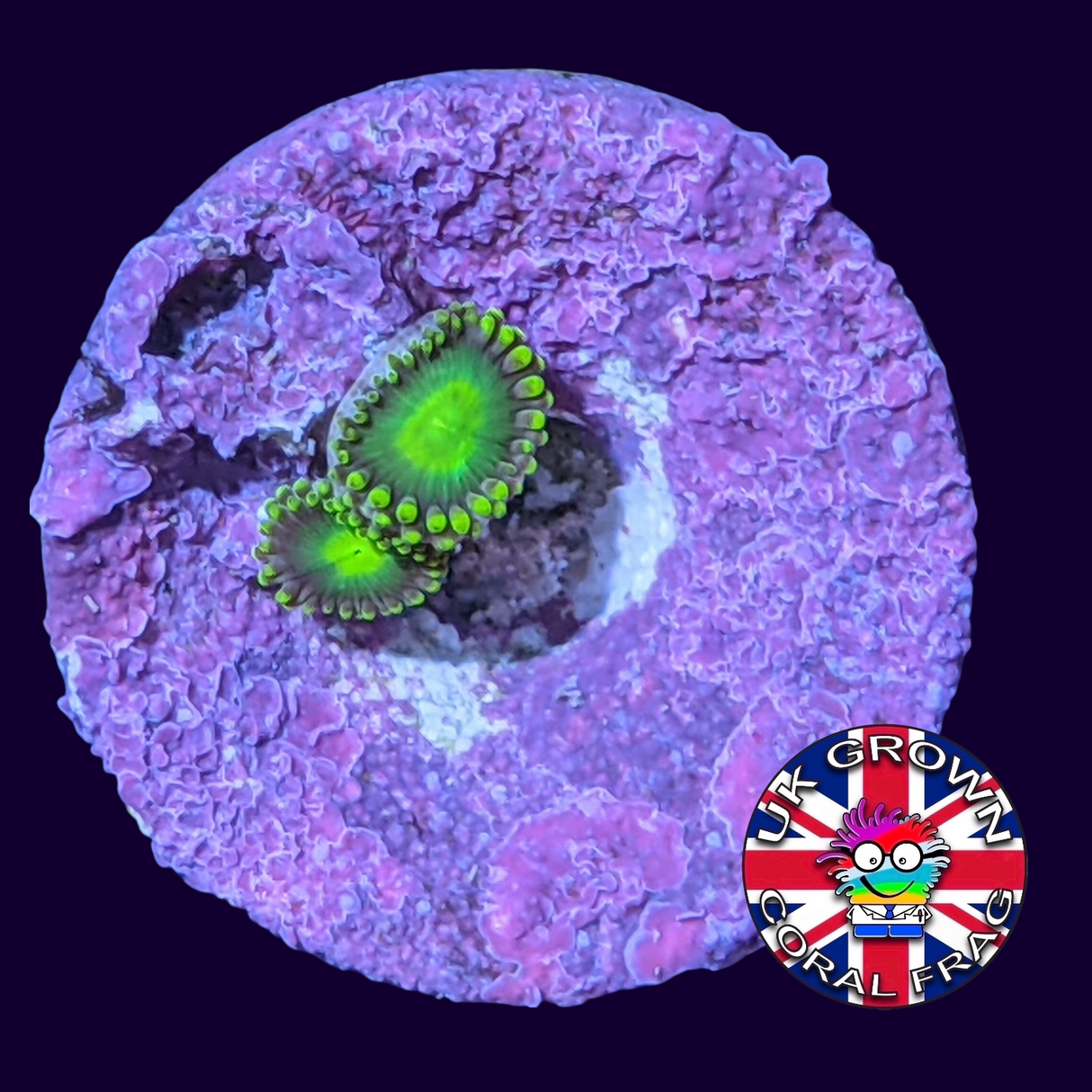 Radioactive Dragons Eye Zoa Frag (UK Grown)