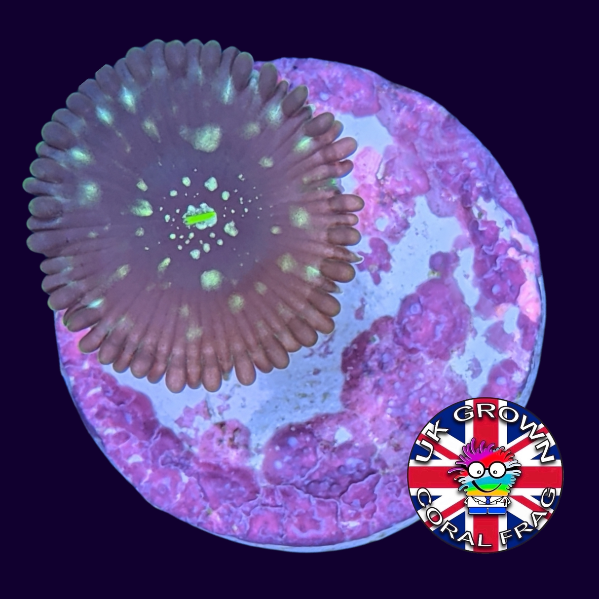 Dark Magician People Eater Zoa Frag (UK Grown)