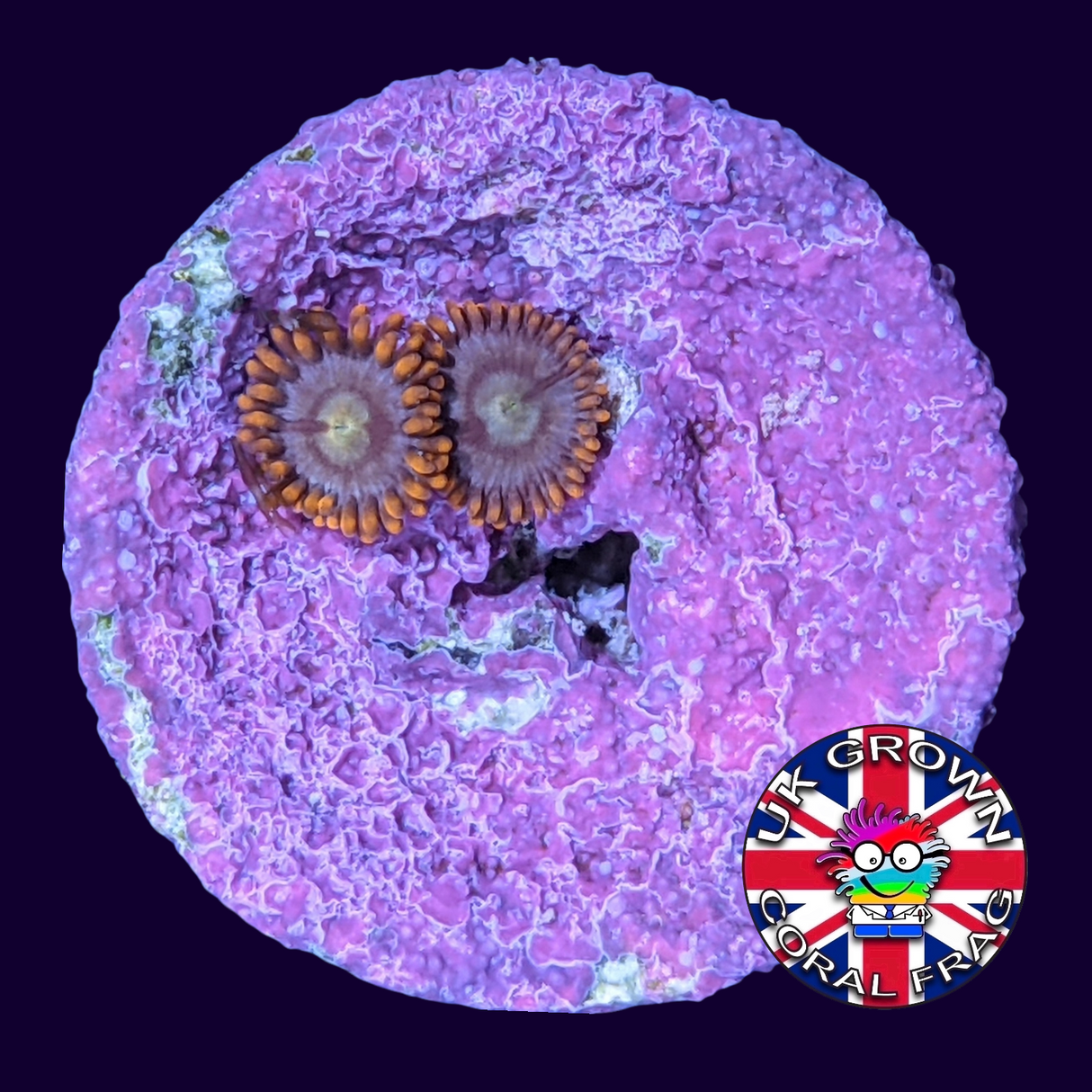 Chocolate Orange Zoa Frag (UK Grown)