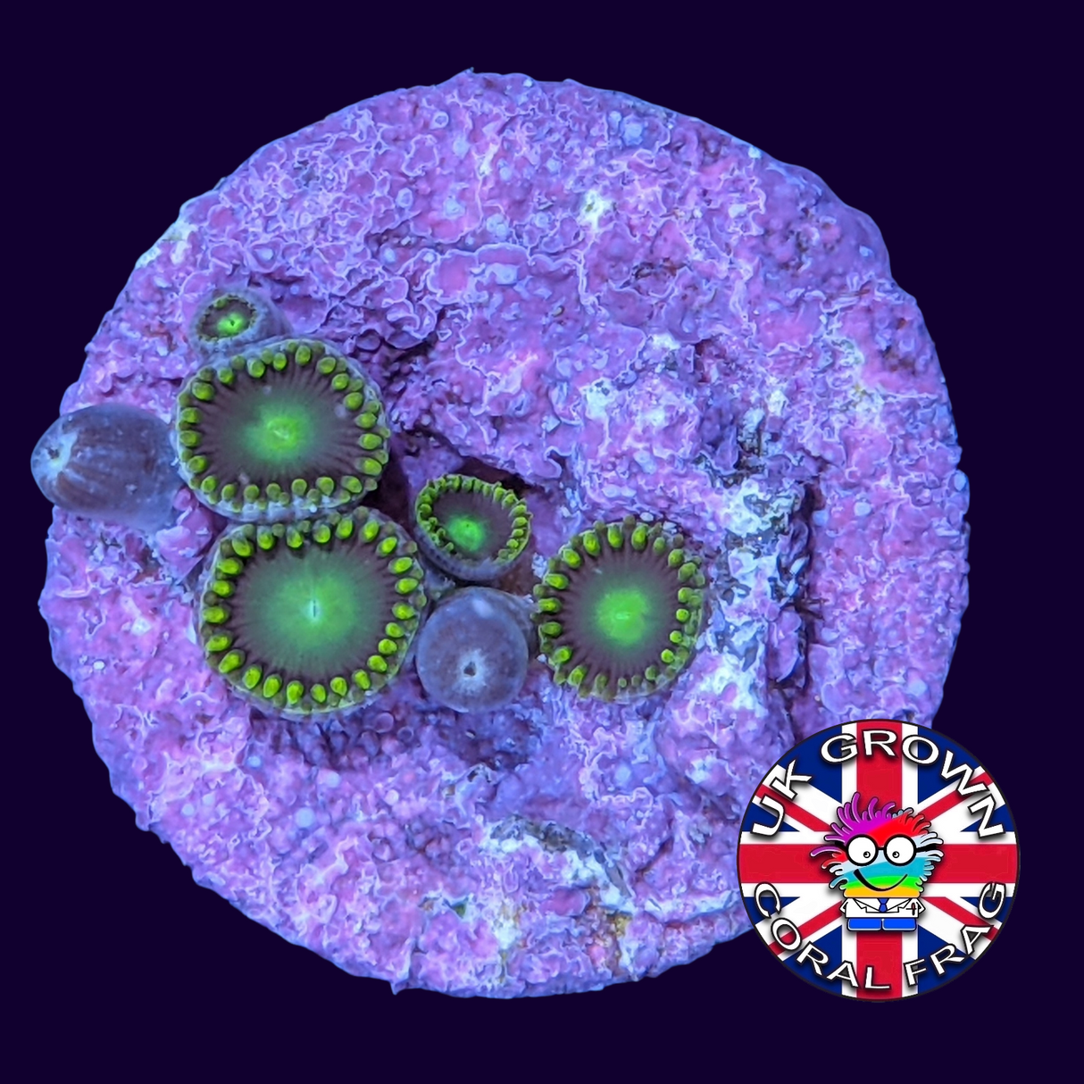 Radioactive Dragons Eye Zoa Frag (UK Grown)