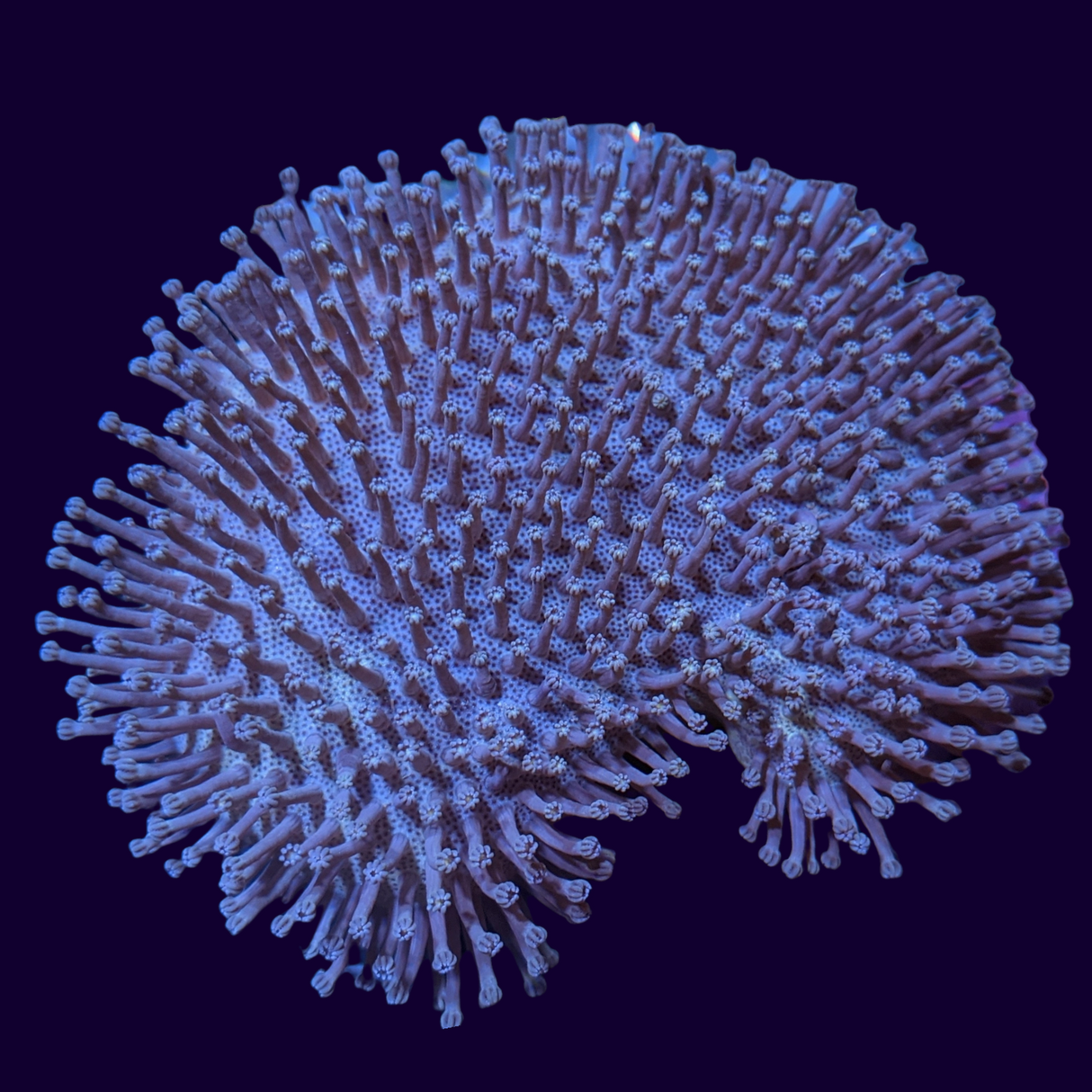 Large Toadstool Leather Colony