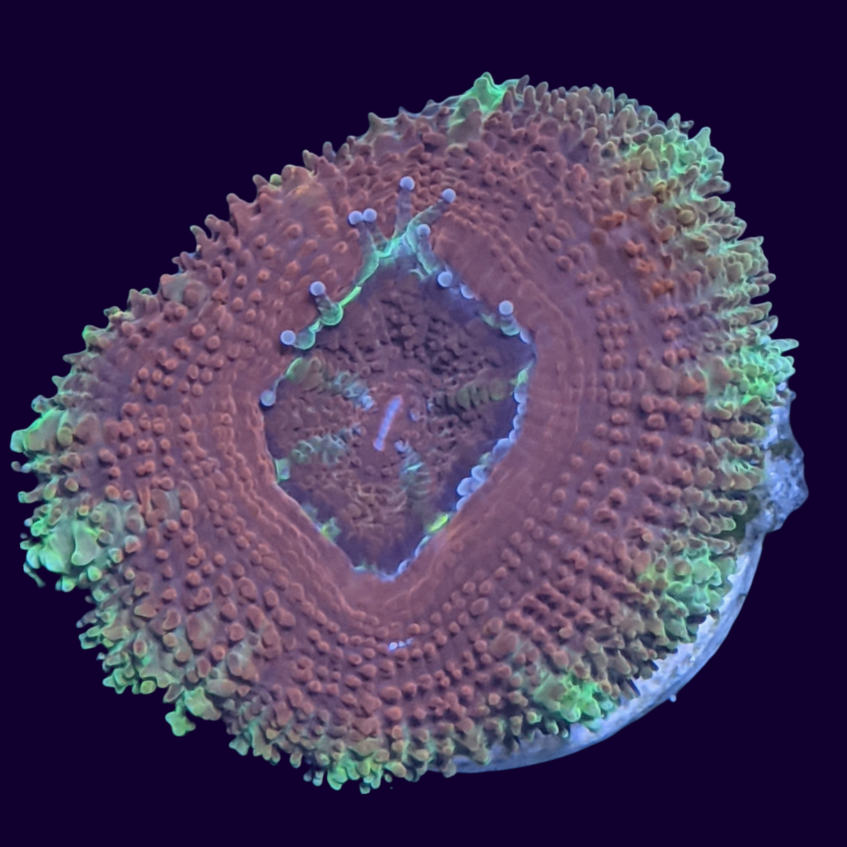 Acanthastrea Lordhowensi