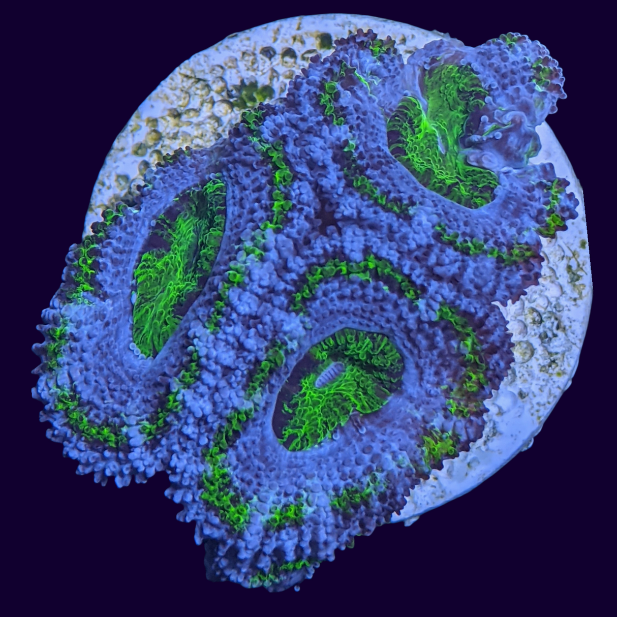 Acanthastrea Lordhowensi