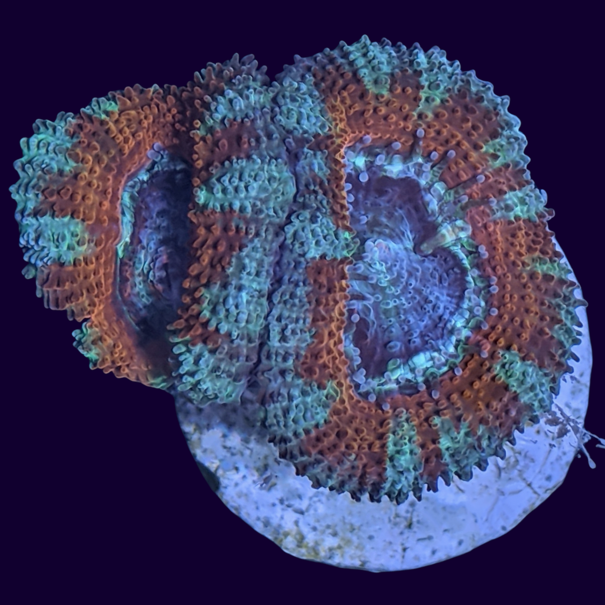 Acanthastrea Lordhowensi