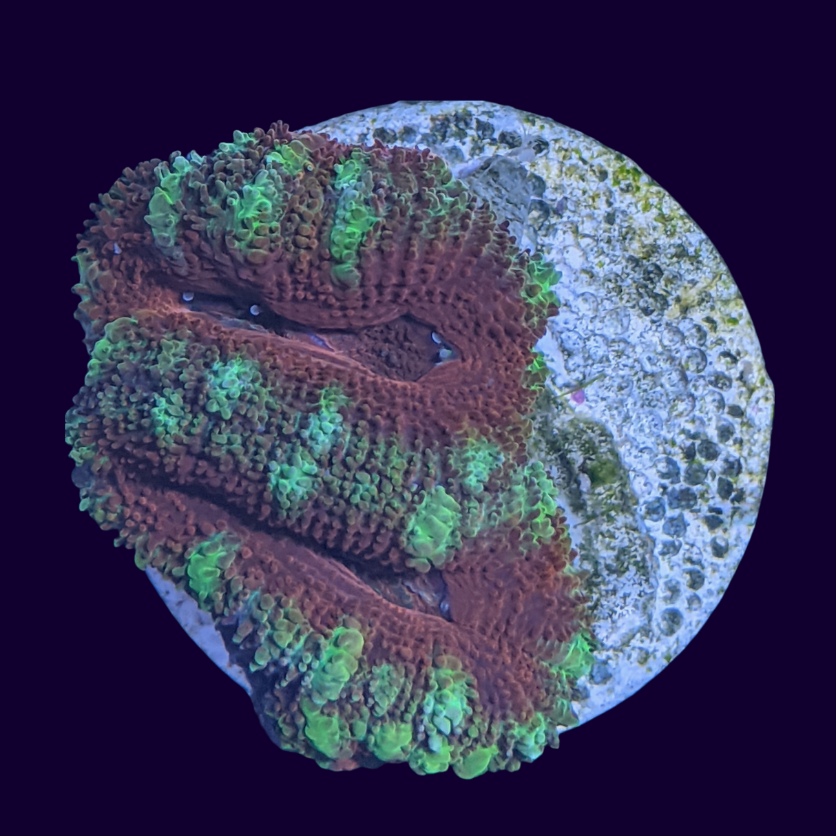 Acanthastrea Lordhowensi