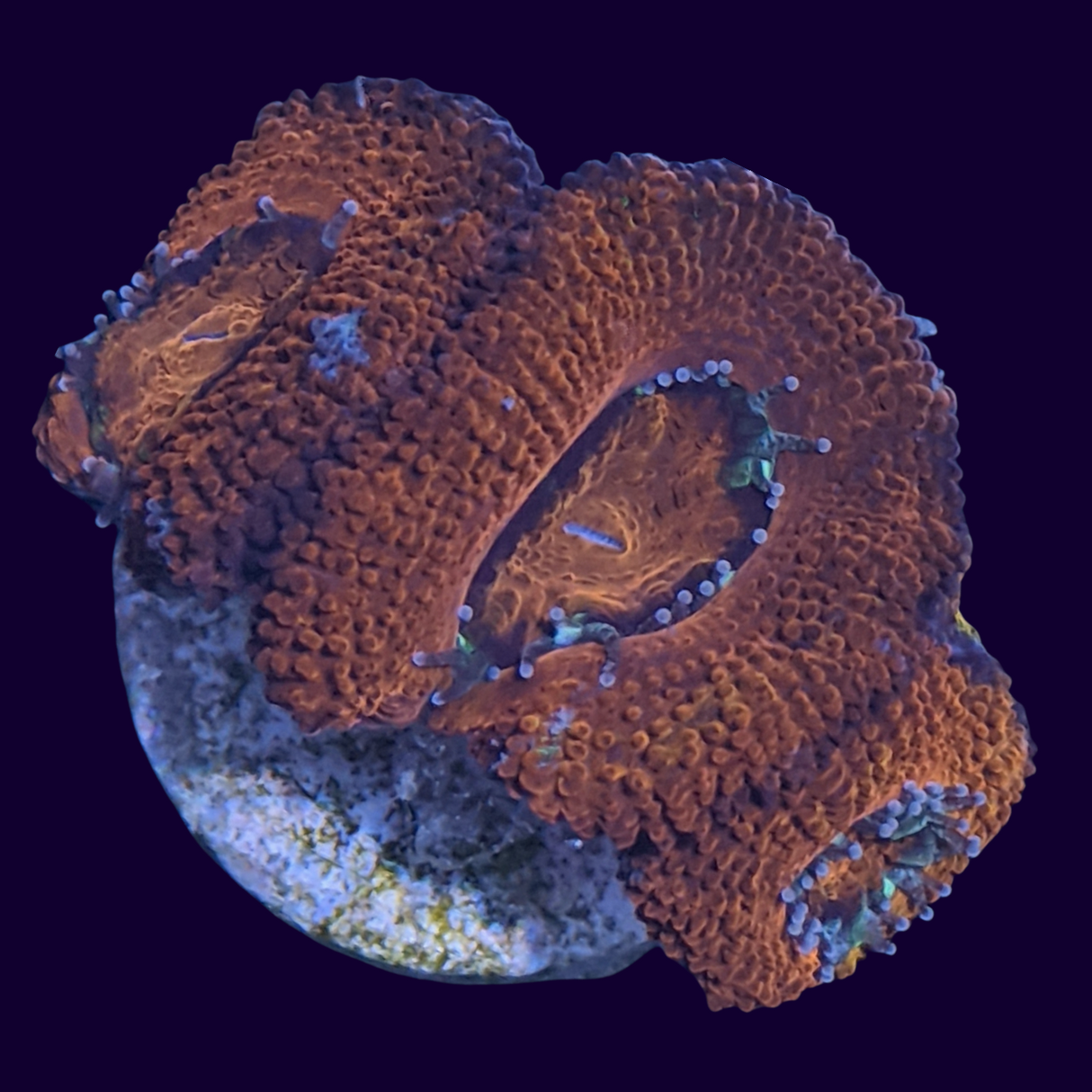 Acanthastrea Lordhowensi
