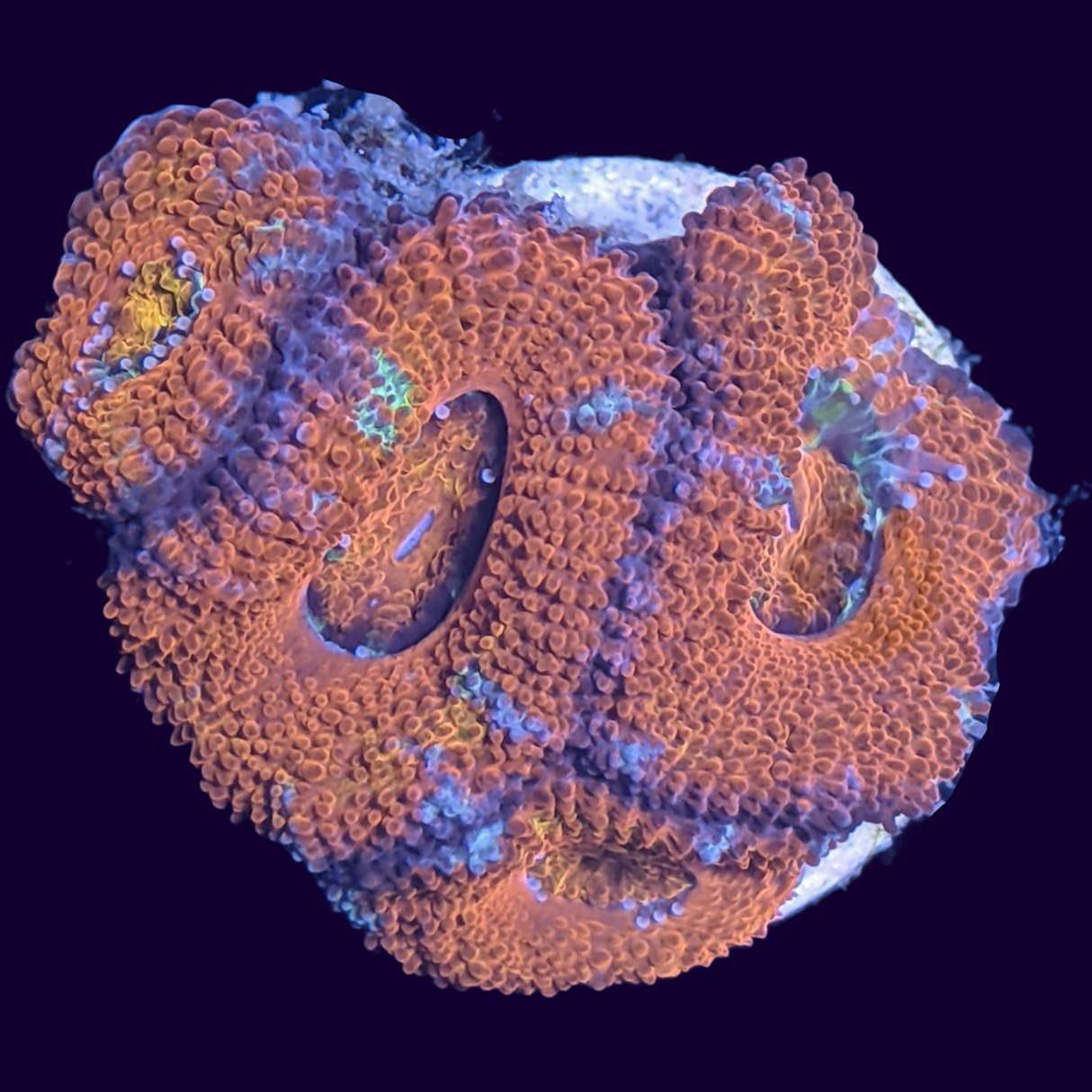 Acanthastrea Lordhowensi